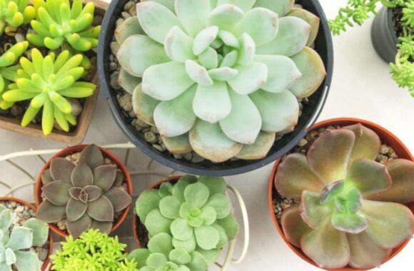 mini-plantjes-tuincentrum-schmitz-800x800-639aeccfa2973